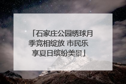 石家庄公园绣球月季竞相绽放 市民乐享夏日缤纷美景