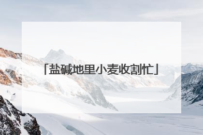 盐碱地里小麦收割忙