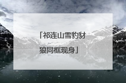 祁连山雪豹豺狼同框现身