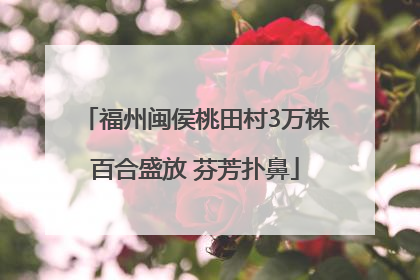 福州闽侯桃田村3万株百合盛放 芬芳扑鼻