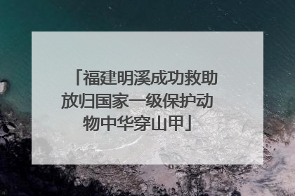 福建明溪成功救助放归国家一级保护动物中华穿山甲