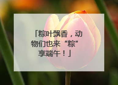 粽叶飘香，动物们也来“粽”享端午！