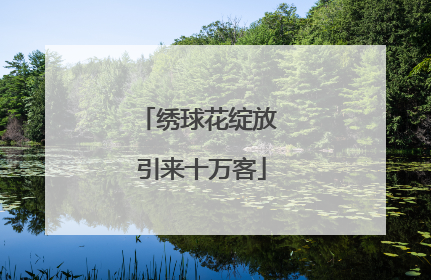 绣球花绽放 引来十万客