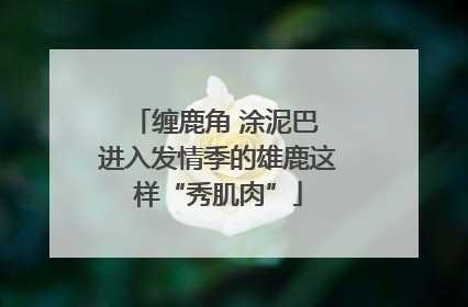 缠鹿角 涂泥巴 进入发情季的雄鹿这样“秀肌肉”