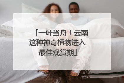 一叶当舟！云南这种神奇植物进入最佳观赏期