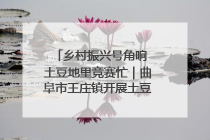 乡村振兴号角响 土豆地里竞赛忙｜曲阜市王庄镇开展土豆收获劳动竞赛