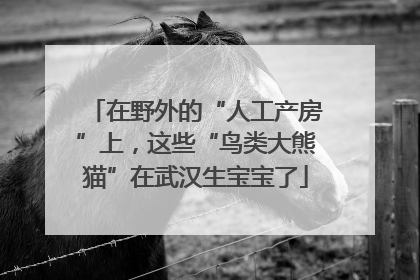 在野外的“人工产房”上，这些“鸟类大熊猫”在武汉生宝宝了