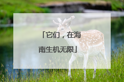 它们，在海南生机无限