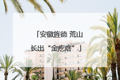 安徽旌德 荒山长出“金疙瘩”
