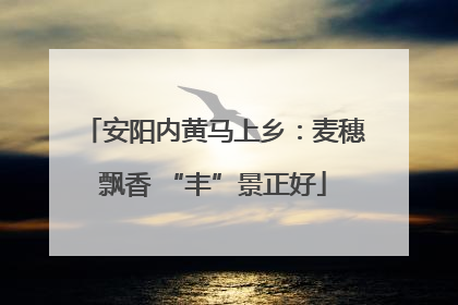 安阳内黄马上乡：麦穗飘香 “丰”景正好