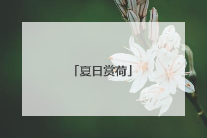夏日赏荷