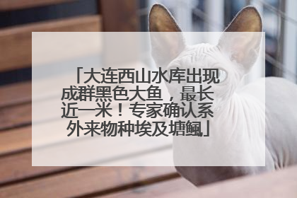 大连西山水库出现成群黑色大鱼，最长近一米！专家确认系外来物种埃及塘鲺