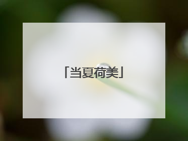 当夏荷美