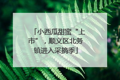小西瓜甜蜜“上市”，顺义区北务镇进入采摘季