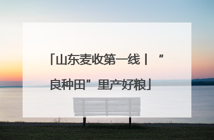 山东麦收第一线丨“良种田”里产好粮