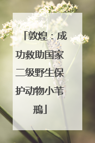 敦煌：成功救助国家二级野生保护动物小苇鳽