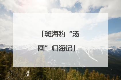 斑海豹“汤圆”归海记