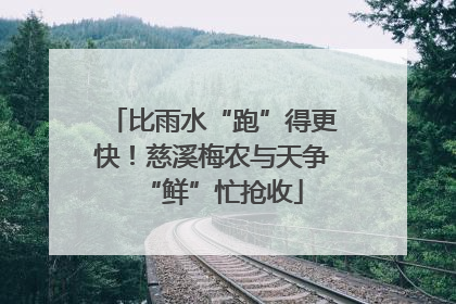 比雨水“跑”得更快！慈溪梅农与天争“鲜”忙抢收