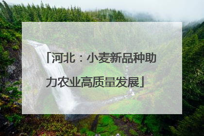 河北：小麦新品种助力农业高质量发展