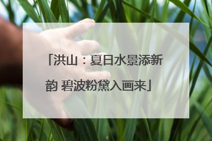 洪山：夏日水景添新韵 碧波粉黛入画来