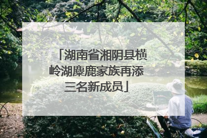 湖南省湘阴县横岭湖麋鹿家族再添三名新成员