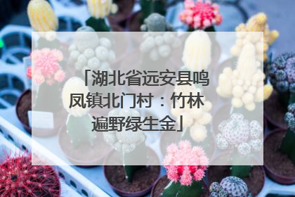 湖北省远安县鸣凤镇北门村：竹林遍野绿生金