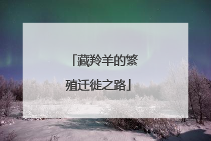 藏羚羊的繁殖迁徙之路
