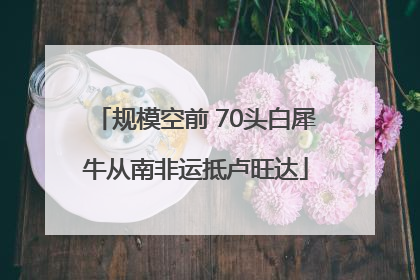 规模空前 70头白犀牛从南非运抵卢旺达