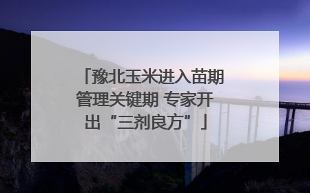 豫北玉米进入苗期管理关键期 专家开出“三剂良方”