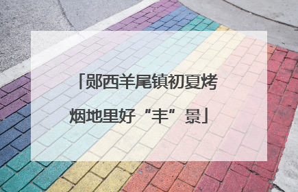 郧西羊尾镇初夏烤烟地里好“丰”景