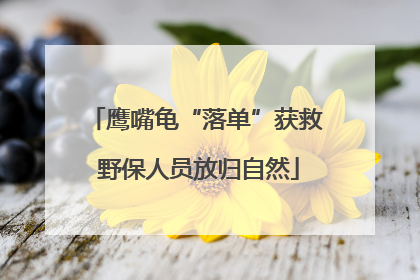 鹰嘴龟“落单”获救 野保人员放归自然