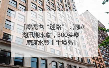 麋鹿也“迷路”，洞庭湖汛期来临，300头麋鹿渡水登上生境岛