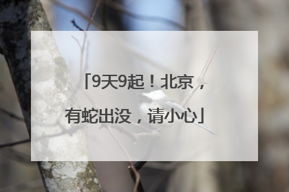 9天9起！北京，有蛇出没，请小心